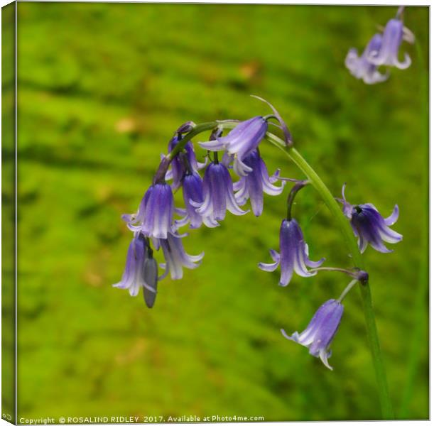"Bluebell " Canvas Print by ROS RIDLEY
