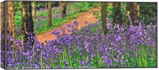 "Bluebell Woods" Canvas Print by ROS RIDLEY