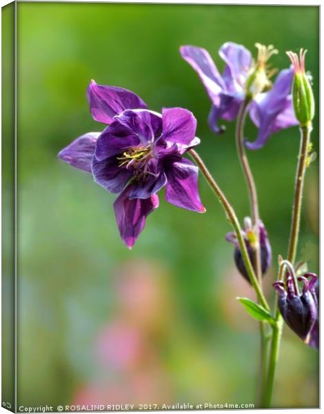 "Purple Aquilegia" Canvas Print by ROS RIDLEY