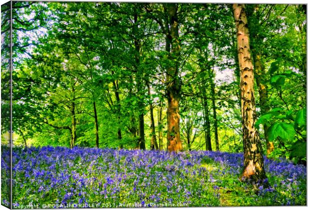 " Bluebells and Birch trees" Canvas Print by ROS RIDLEY