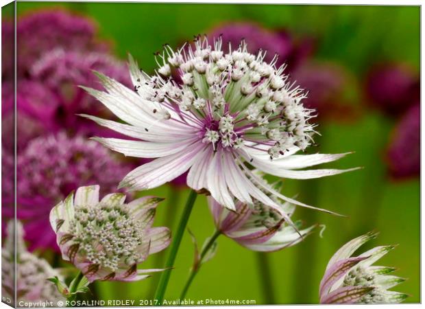 "White Astrantia" Canvas Print by ROS RIDLEY