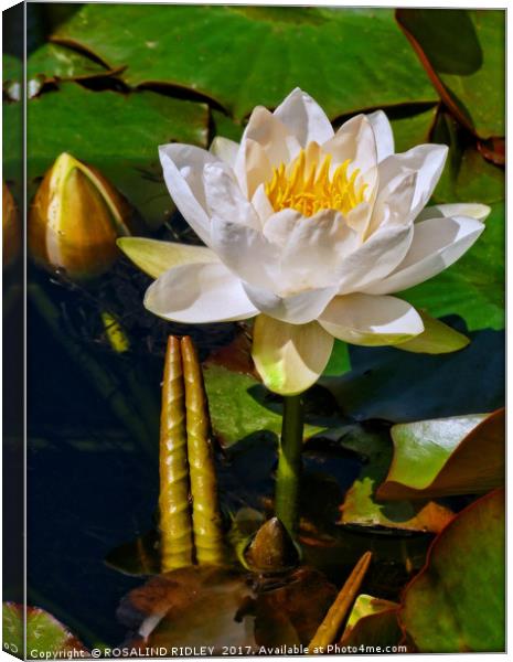 "Portrait of a WaterLIly" Canvas Print by ROS RIDLEY