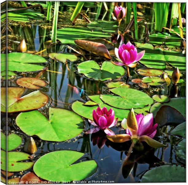 "Idyllic lily pond" Canvas Print by ROS RIDLEY