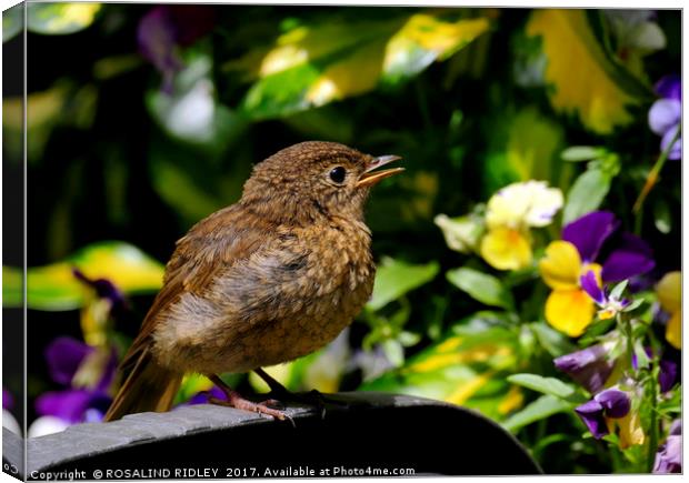 "Baby robin" Canvas Print by ROS RIDLEY