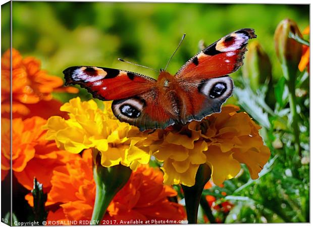 "Marigolds with peacock butterfly" Canvas Print by ROS RIDLEY
