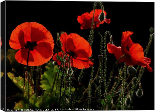 "Poppies , back lit in the morning light" Canvas Print by ROS RIDLEY