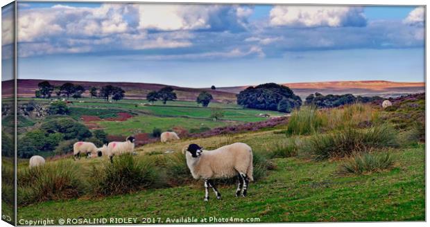 "Sheep on the North York Moors" Canvas Print by ROS RIDLEY