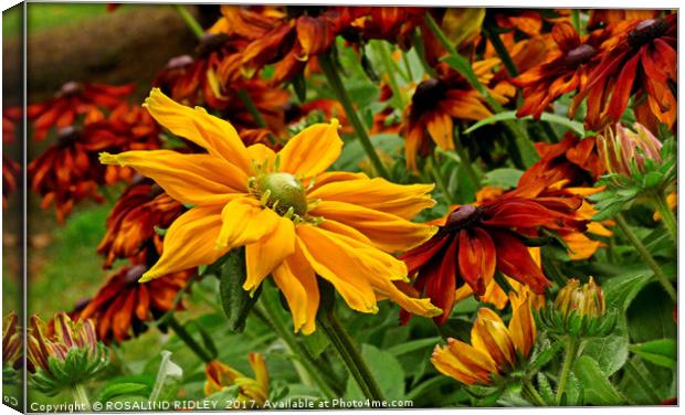 "Giant Rudbeckia in the breeze" Canvas Print by ROS RIDLEY