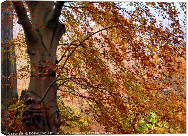 "Betula Pendula" Canvas Print by ROS RIDLEY