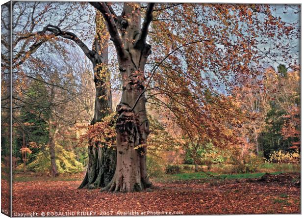 "Evening Light on the Autumn trees" Canvas Print by ROS RIDLEY