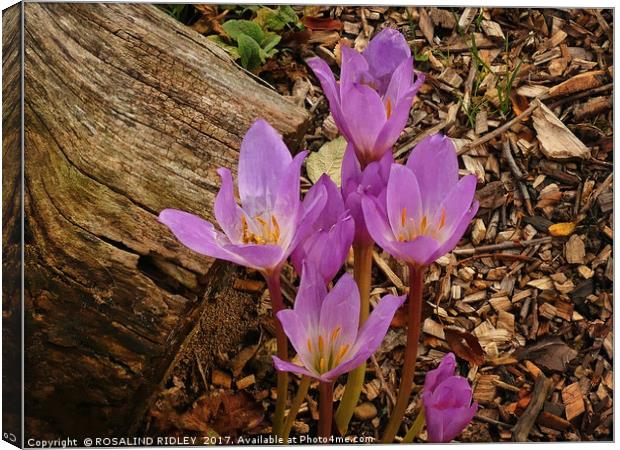 "Delicate Autumn Crocus" Canvas Print by ROS RIDLEY