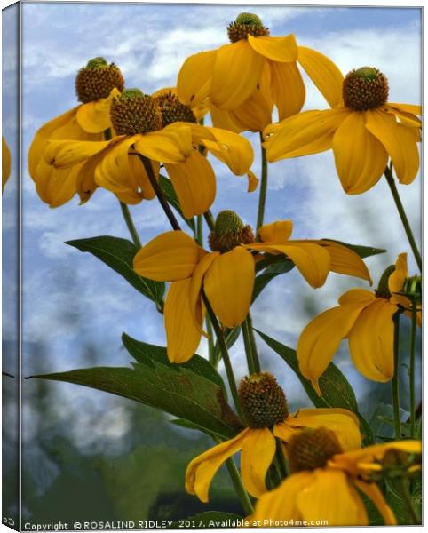 "Giant gold Rudbeckia" Canvas Print by ROS RIDLEY