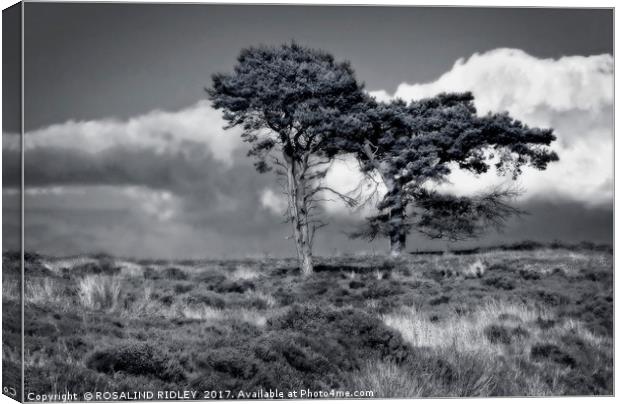"Wuthering Heights" Canvas Print by ROS RIDLEY