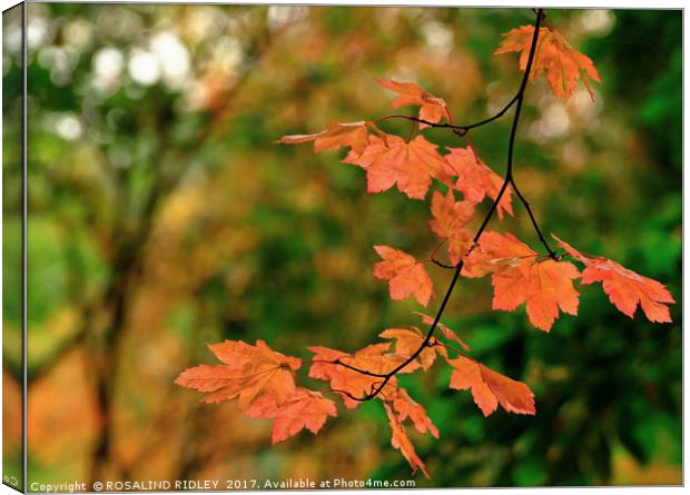 "Autumn branch in the light  dappled Wood" Canvas Print by ROS RIDLEY