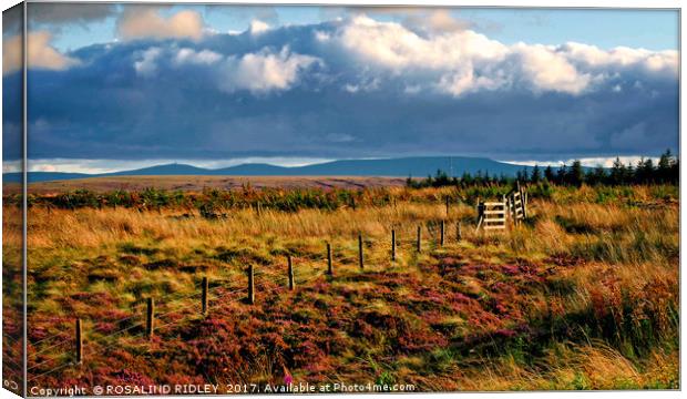 "Evening light across Alston Moor" Canvas Print by ROS RIDLEY