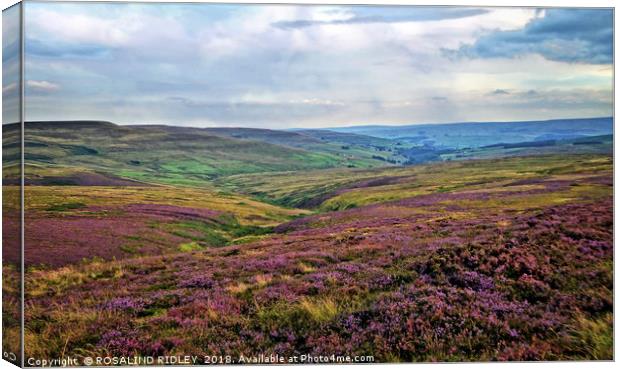 ""..And the purple 'O' the Heather" Canvas Print by ROS RIDLEY