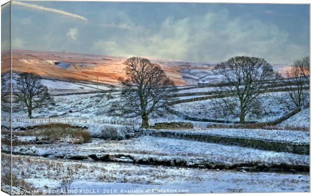 "Evening light across the snow" Canvas Print by ROS RIDLEY