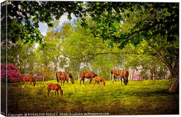 "Mares grazing with their foals" Canvas Print by ROS RIDLEY
