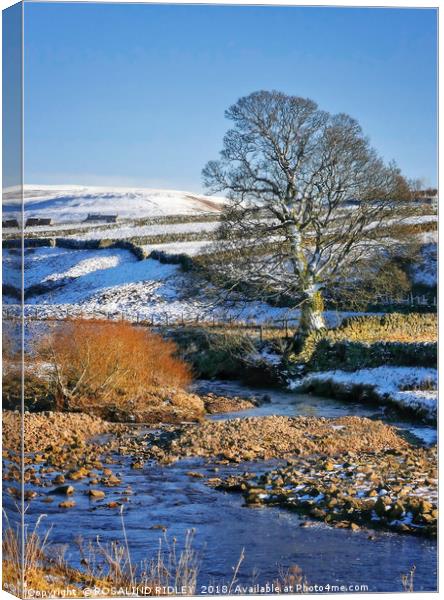 "Tree at Rookhope Burn" Canvas Print by ROS RIDLEY