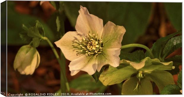 "Evening light on the Hellebores" Canvas Print by ROS RIDLEY
