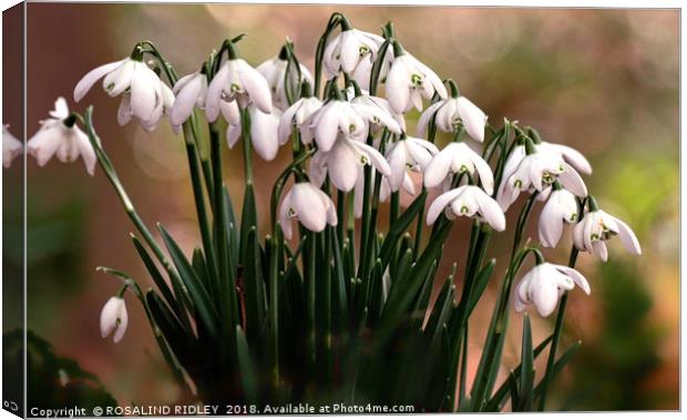 "Evening light on snowdrops" Canvas Print by ROS RIDLEY
