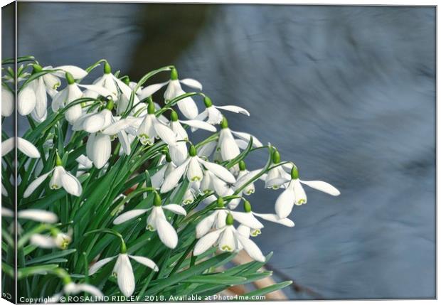 "Snowdrops by Swirling Waters" Canvas Print by ROS RIDLEY