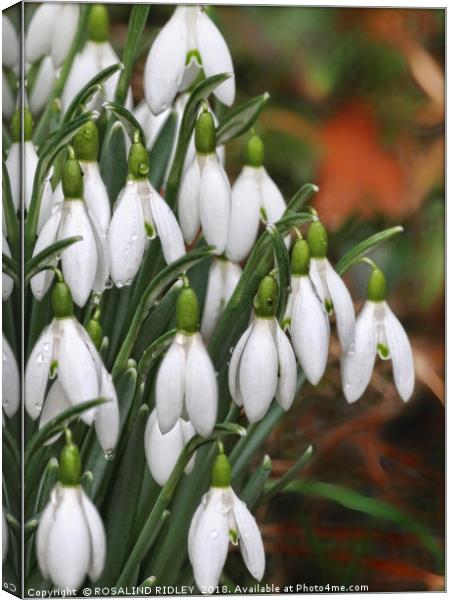 "Raindrops on Snowdrops" Canvas Print by ROS RIDLEY
