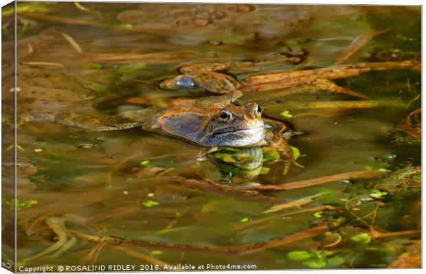 "Reflections of a Happy Frog" Canvas Print by ROS RIDLEY
