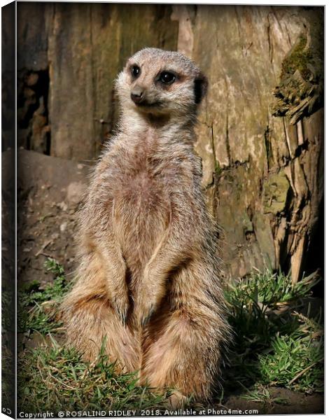 "The Sad Meerkat" Canvas Print by ROS RIDLEY