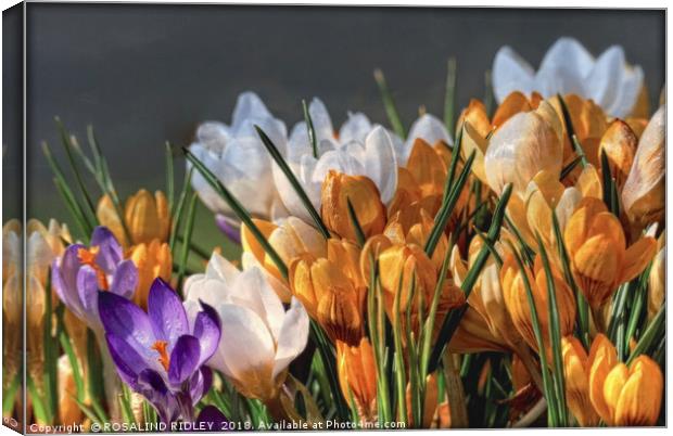 "Evening light on the Crocuses" Canvas Print by ROS RIDLEY