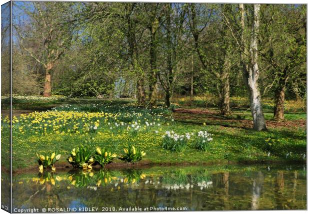 "Daffodils and sunny days" Canvas Print by ROS RIDLEY