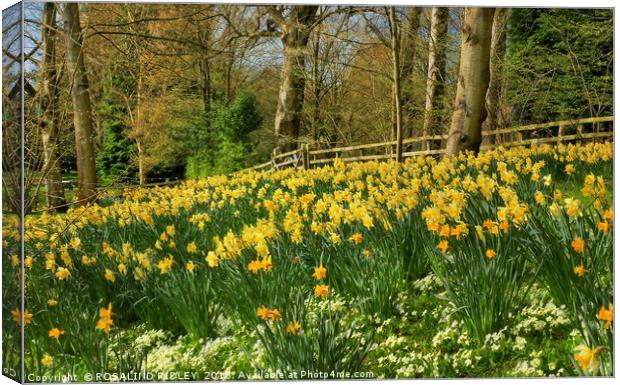 "Daffodils at the woods" Canvas Print by ROS RIDLEY