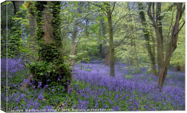 "Evening in a misty bluebell wood" Canvas Print by ROS RIDLEY