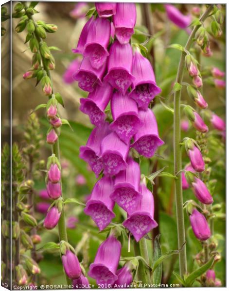 "Foxgloves in a misty wood" Canvas Print by ROS RIDLEY