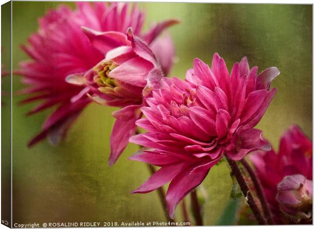 "Miniature Astrantia" Canvas Print by ROS RIDLEY
