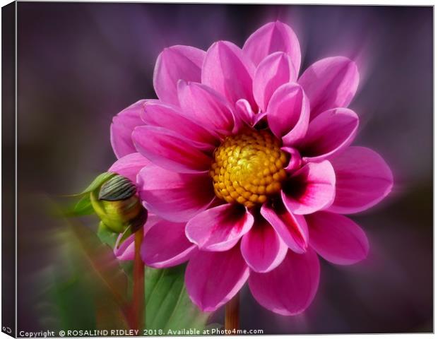 "Bright Pink Dahlia" Canvas Print by ROS RIDLEY