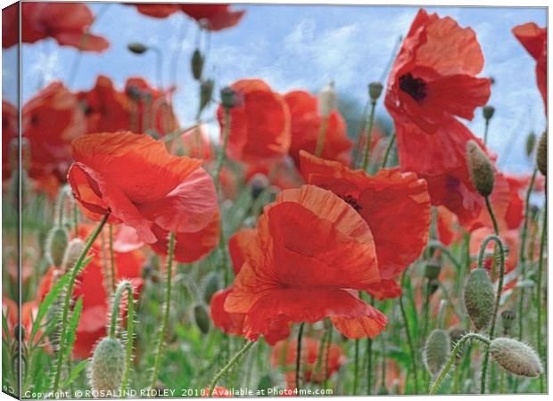 "Arty Poppies" Canvas Print by ROS RIDLEY