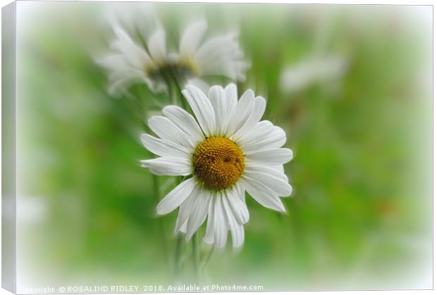 "Daisy Time" Canvas Print by ROS RIDLEY