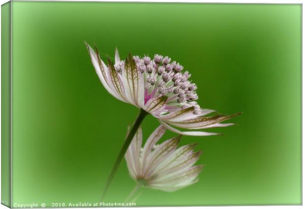 "White Astrantia " Canvas Print by ROS RIDLEY