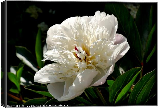 "Peony Lactiflora Immaculee" Canvas Print by ROS RIDLEY