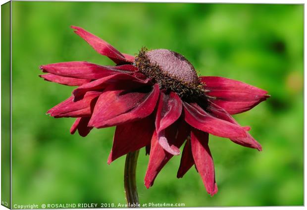 "Rudbeckia Cherry Brandy" Canvas Print by ROS RIDLEY