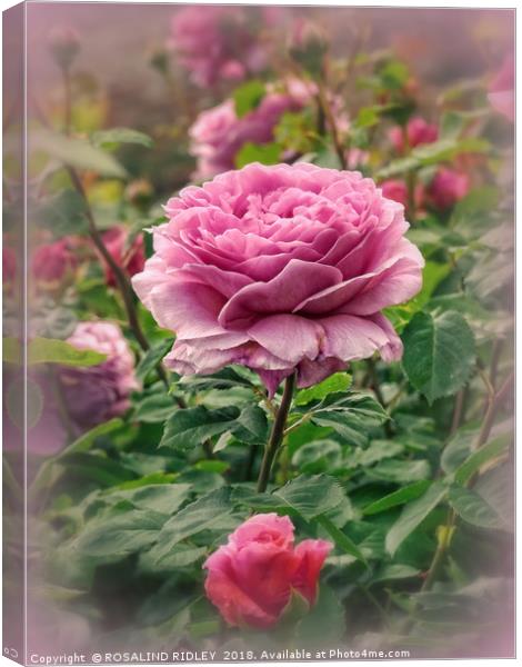 "Victorian Rose garden" Canvas Print by ROS RIDLEY