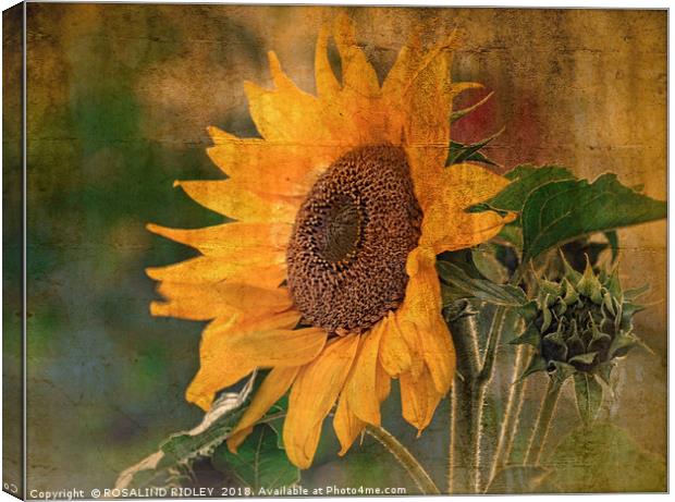 "Antique Sunflower(Helianthus) Canvas Print by ROS RIDLEY