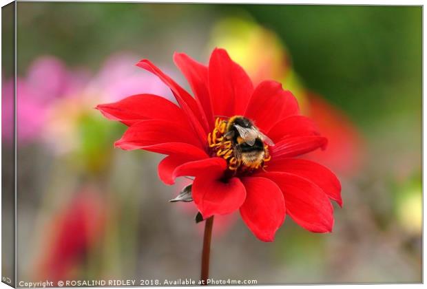 "Bee on Dahlia" Canvas Print by ROS RIDLEY