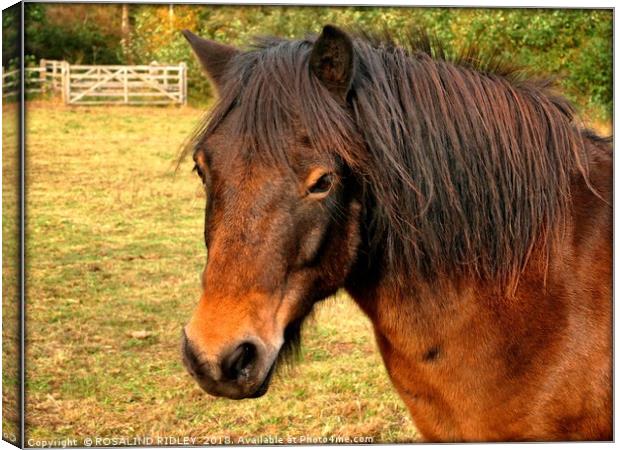 "Portrait of an Exmoor pony" Canvas Print by ROS RIDLEY