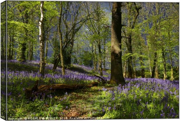 "It was a misty , moonlit night in the bluebell wo Canvas Print by ROS RIDLEY