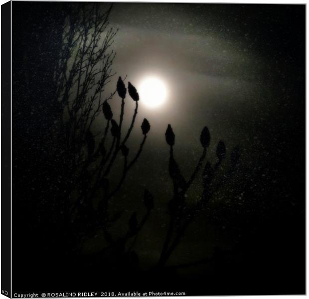 "Winter Solstice full moon" Canvas Print by ROS RIDLEY
