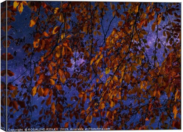 "Trailing Beech against the stars" Canvas Print by ROS RIDLEY