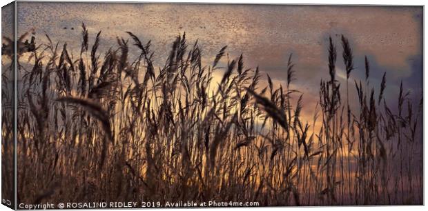 "Reeds in a breeze" Canvas Print by ROS RIDLEY
