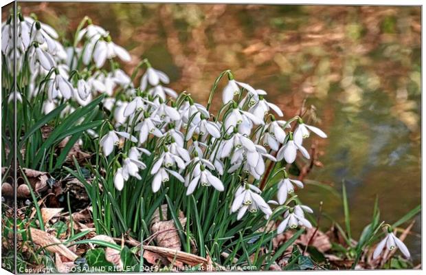 "Snowdrops by the stream" Canvas Print by ROS RIDLEY